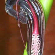 Image of Arisaema dahaiense  H. Li.