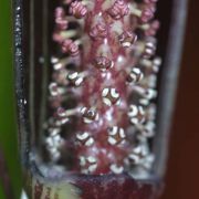 Image of Arisaema dahaiense  H. Li.