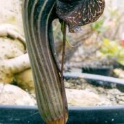 Arisaema dahaiense H. Li
