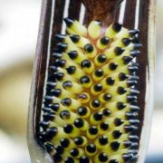 Image of Arisaema dahaiense  H. Li.