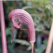 Image of Arisaema dahaiense  H. Li.