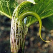 Arisaema dilatatum Buchet