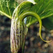 Image of Arisaema dilatatum  Buchet.