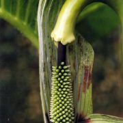 Image of Arisaema dilatatum  Buchet.