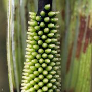 Image of Arisaema dilatatum  Buchet.