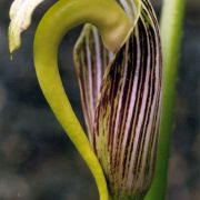 Arisaema dilatatum Buchet