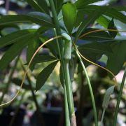 Image of Arisaema dracontium  (L.) Schott.