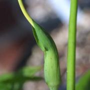 Image of Arisaema dracontium  (L.) Schott.