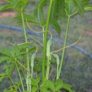 Image of Arisaema dracontium  (L.) Schott.