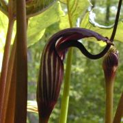 Image of Arisaema elephas  Buchet.