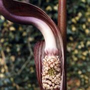 Image of Arisaema elephas  Buchet.