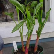 Image of Arisaema engleri  Pampan..