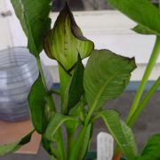 Image of Arisaema engleri  Pampan..