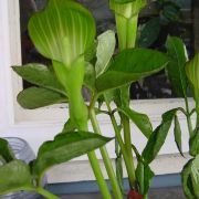 Image of Arisaema engleri  Pampan..