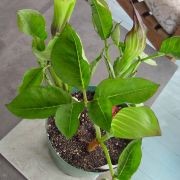 Image of Arisaema engleri  Pampan..