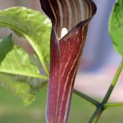 Image of Arisaema engleri  Pampan..