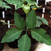 Image of Arisaema engleri  Pampan..