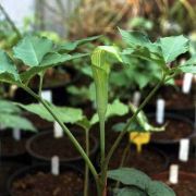 Image of Arisaema engleri  Pampan..