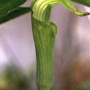 Image of Arisaema engleri  Pampan..