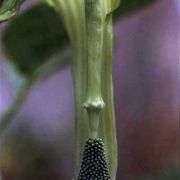 Image of Arisaema engleri  Pampan..