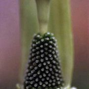 Image of Arisaema engleri  Pampan..