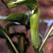 Image of Arisaema engleri  Pampan..