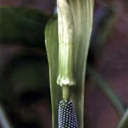 Image of Arisaema engleri  Pampan..