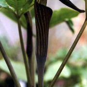 Image of Arisaema engleri  Pampan..