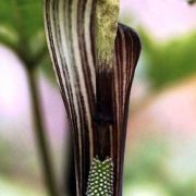 Image of Arisaema engleri  Pampan..