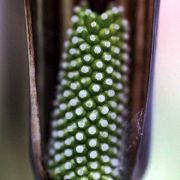 Image of Arisaema engleri  Pampan..