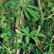 Image of Arisaema erubescens  (Wall.) Schott.