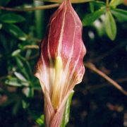 Arisaema erubescens (Wall.) Schott