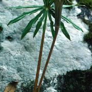 Image of Arisaema erubescens  (Wall.) Schott.