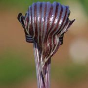 Image of Arisaema fargesii  Buchet.