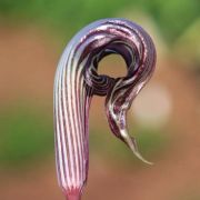 Image of Arisaema fargesii  Buchet.