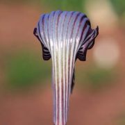 Image of Arisaema fargesii  Buchet.