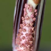 Image of Arisaema fargesii  Buchet.