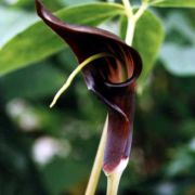 Image of Arisaema filiforme  Blume Thwaites.