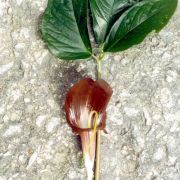 Image of Arisaema filiforme  Blume Thwaites.