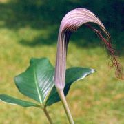 Image of Arisaema fimbriatum  Masters.