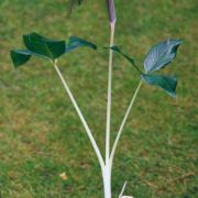 Image of Arisaema fimbriatum  Masters.