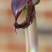 Image of Arisaema fimbriatum var. bakerianum Masters.