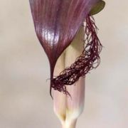 Image of Arisaema fimbriatum var. bakerianum Masters.