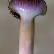 Image of Arisaema fimbriatum var. bakerianum Masters.