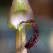 Image of Arisaema fimbriatum var. bakerianum Masters.