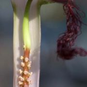 Image of Arisaema fimbriatum var. bakerianum Masters.