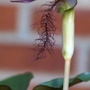 Image of Arisaema fimbriatum var. bakerianum Masters.