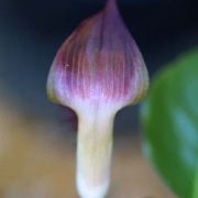 Image of Arisaema fimbriatum var. bakerianum Masters.