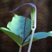 Image of Arisaema fimbriatum var. bakerianum Masters.