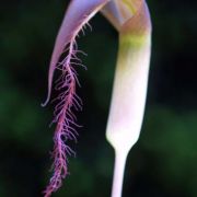 Image of Arisaema fimbriatum  Masters.